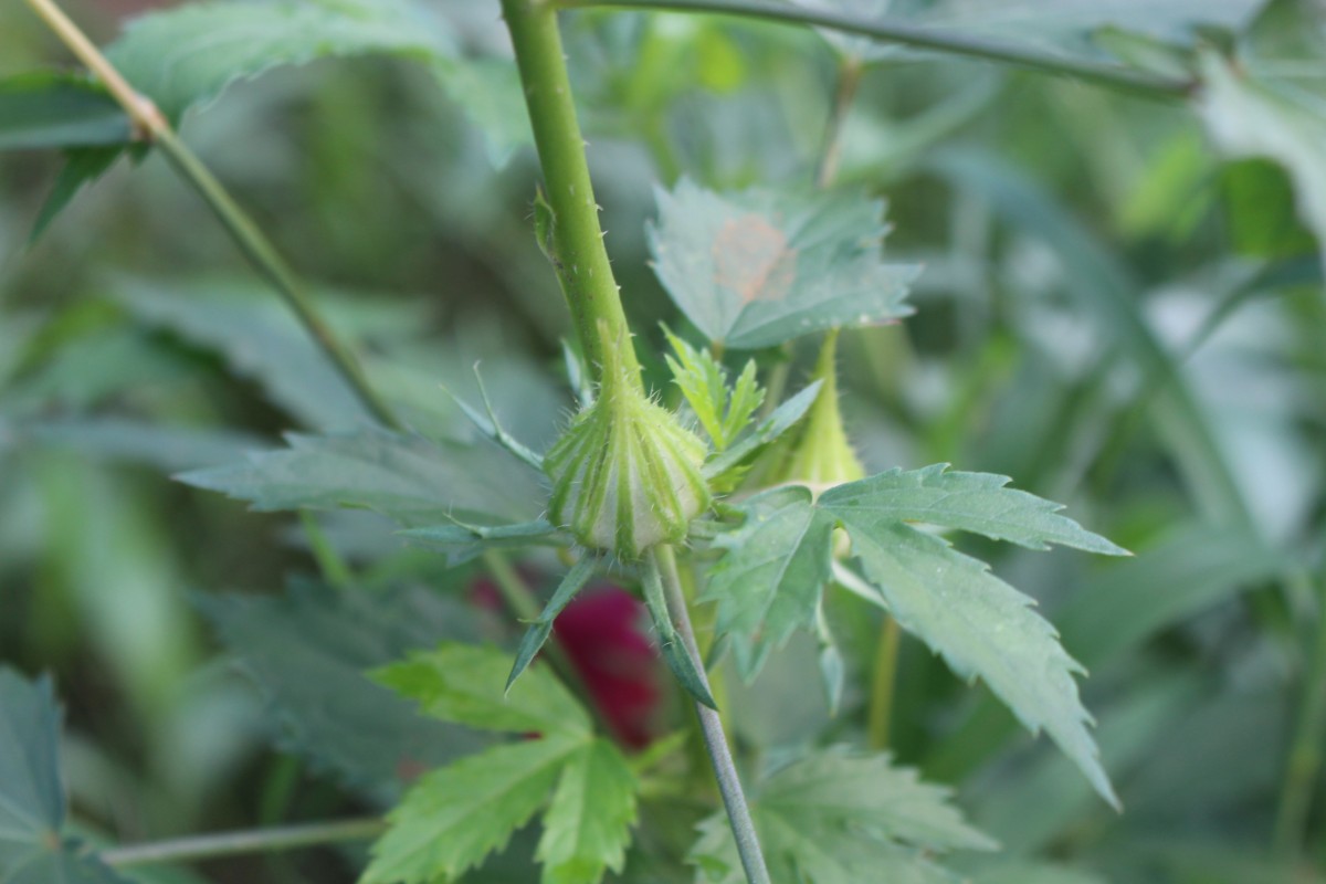 Hibiscus radiatus Cav.